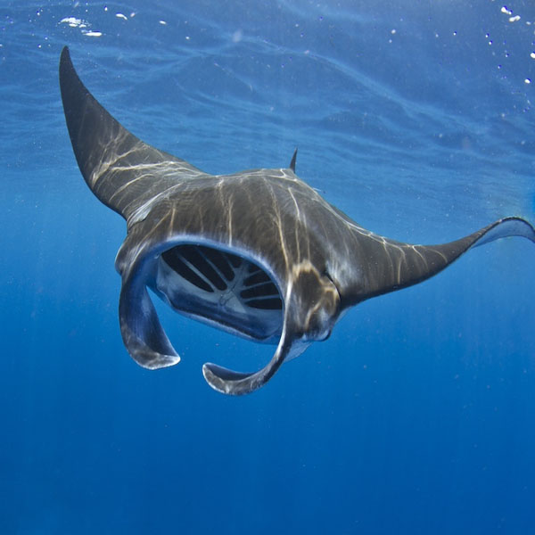 Wow!   A Manta Ray!