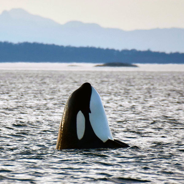 We got to see Orcas today!!!